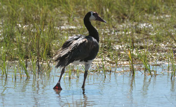 Spur-winged goose [Plectropterus gambensis niger]