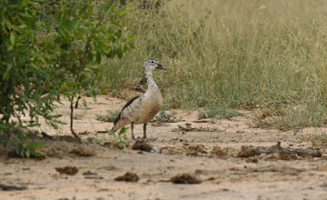 Höckerglanzgans [Sarkidiornis melanotos]