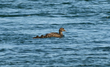 Common eider [Somateria mollissima dresseri]