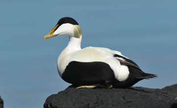 Common eider [Somateria mollissima mollissima]