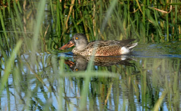 Northern shoveler [Spatula clypeata]