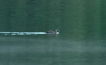 Garganey [Spatula querquedula]