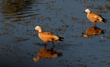 Ruddy shelduck [Tadorna ferruginea]