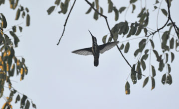 Black-throated mango [Anthracothorax nigricollis]