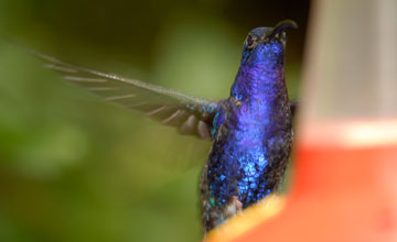 Violet sabrewing [Campylopterus hemileucurus mellitus]