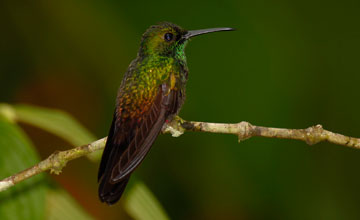 Bronze-tailed plumeleteer [Chalybura urochrysia]