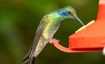 Zwergveilchenohrkolibri [Colibri cyanotus cabanidis]