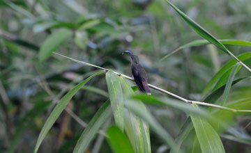 Rufous-breasted hermit [Glaucis hirsutus hirsutus]