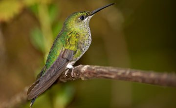 Grünstirn-Brillantkolibri [Heliodoxa jacula henryi]