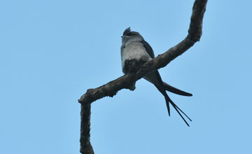 Crested treeswift [Hemiprocne coronata]