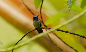 Violet-headed hummingbird [Klais guimeti]