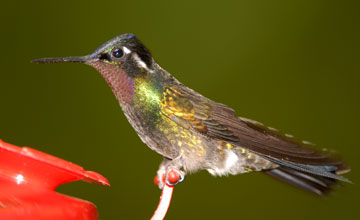 Purple-throated mountaingem [Lampornis calolaemus calolaemus]