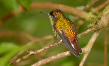 Coppery-headed emerald [Microchera cupreiceps]