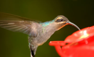 Green hermit [Phaethornis guy coruscus]