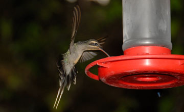 Long-billed hermit [Phaethornis longirostris cephalus]