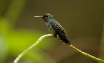 Blaubrustamazilie [Polyerata amabilis]