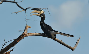 Malabarhornvogel [Anthracoceros coronatus]