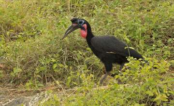 Abyssinian ground hornbill [Bucorvus abyssinicus]