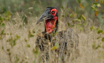 Southern ground hornbill [Bucorvus leadbeateri]