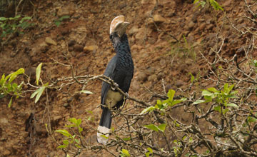 Silberwangenhornvogel [Bycanistes brevis]