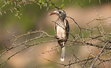 Grautoko [Lophoceros nasutus nasutus]