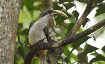 Ceylon-Grautoko [Ocyceros gingalensis]