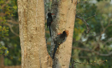 Green wood hoopoe [Phoeniculus purpureus]