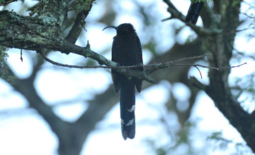 Common scimitarbill [Rhinopomastus cyanomelas cyanomelas]