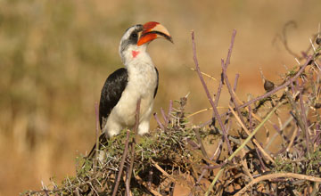 Von der decken's hornbill [Tockus deckeni]