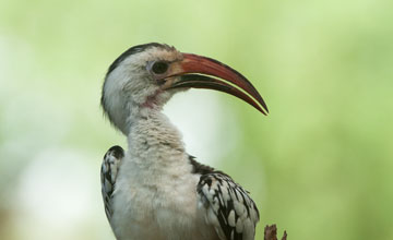 Rotschnabeltoko [Tockus erythrorhynchus]