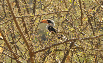 Eastern yellow-billed hornbill [Tockus flavirostris]