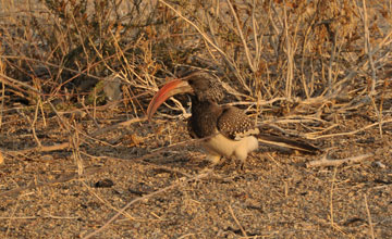 Monteiro's hornbill [Tockus monteiri]