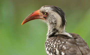 Southern red-billed hornbill [Tockus rufirostris]