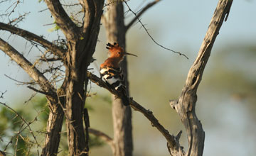 African hoopoe [Upupa africana]