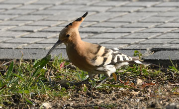 Eurasian hoopoe [Upupa epops epops]