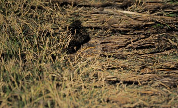 Pennant-winged nightjar [Caprimulgus vexillarius]