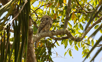 Great potoo [Nyctibius grandis]