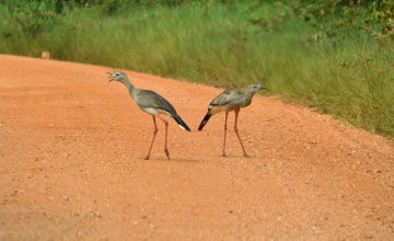 Red-legged seriema [Cariama cristata]