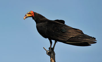 Lesser yellow-headed vulture [Cathartes burrovianus urubutinga]