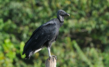 Rabengeier [Coragyps atratus brasiliensis]