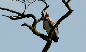 King vulture [Sarcoramphus papa]