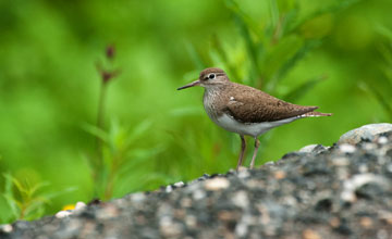 Common sandpiper [Actitis hypoleucos]