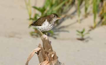 Spotted sandpiper [Actitis macularius]