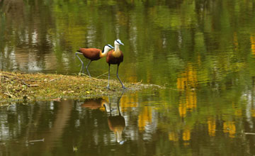 African jacana [Actophilornis africanus]