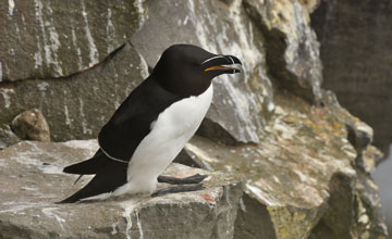 Razorbill [Alca torda]