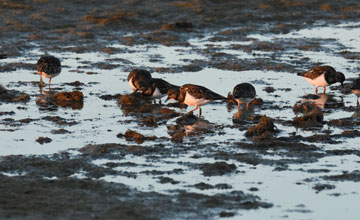 Ruddy turnstone [Arenaria interpres interpres]