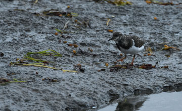 Ruddy turnstone [Arenaria interpres morinella]