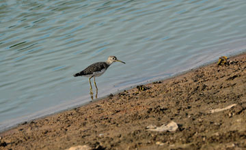 Upland sandpiper [Bartramia longicauda]