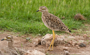 Kaptriel [Burhinus capensis dodsoni]