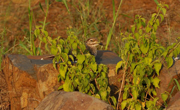 Wassertriel [Burhinus vermiculatus vermiculatus]